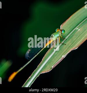 Ein wunderschönes kleines grünes blaues Damselfisch hoch oben auf grünem Blatt im Teich und Naturhintergrund, selektiver Fokus, Insektenmakro, farbenfrohes Insekt in Thailanisch Stockfoto