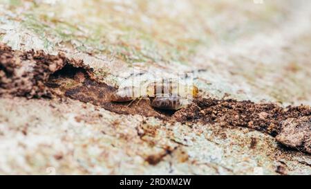 Nahaufnahme von Arbeitertermiten, die im Nest auf dem Waldboden wandern, Termiten, die in Schlammrohren wandern, kleine Termiten, selektiver Fokus. Stockfoto