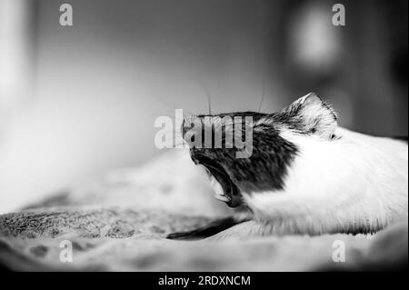 Seitenansicht eines müden Meerschweinchens, das beim Dehnen und Gähnen auf einer Decke liegt. Stockfoto