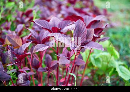 Das rote Blattamaranth ist eine wunderschöne Ergänzung für jeden Garten mit seinen lebhaften Farben und der einzigartigen Blüte. Stockfoto