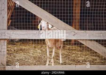 Die traurige Ziege sieht verlassen aus, da sie allein im Außenbereich steht, ohne Menschen oder andere Tiere in der Nähe. Stockfoto