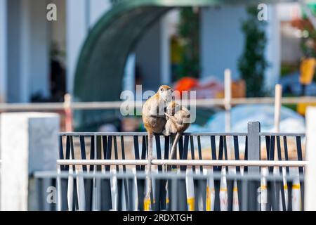 Zwei Langschwanzmakaken sitzen auf einer Ballustrade vor der Waterway Sunrise Baustelle in Singapur Stockfoto