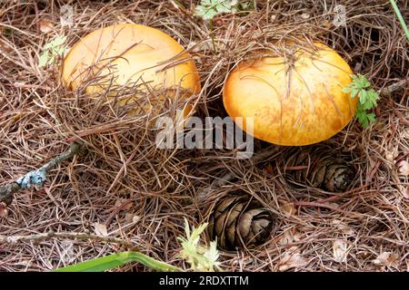 Suillus grevillei (allgemein bekannt als Grevilles Bolete und Lärchenbolete) wächst nur unter Lärchenbäumen. Stockfoto