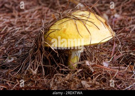 Suillus grevillei (allgemein bekannt als Grevilles Bolete und Lärchenbolete) wächst nur unter Lärchenbäumen. Stockfoto