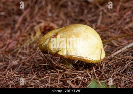 Suillus grevillei (allgemein bekannt als Grevilles Bolete und Lärchenbolete) wächst nur unter Lärchenbäumen. Stockfoto