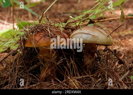 Suillus grevillei (allgemein bekannt als Grevilles Bolete und Lärchenbolete) wächst nur unter Lärchenbäumen. Stockfoto