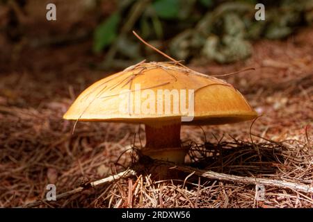 Suillus grevillei (allgemein bekannt als Grevilles Bolete und Lärchenbolete) wächst nur unter Lärchenbäumen. Stockfoto