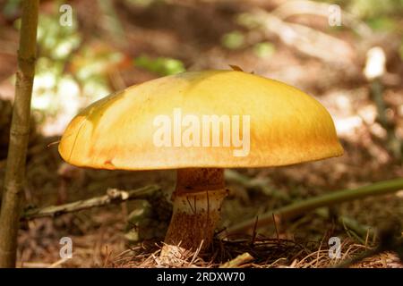 Suillus grevillei (allgemein bekannt als Grevilles Bolete und Lärchenbolete) wächst nur unter Lärchenbäumen. Stockfoto