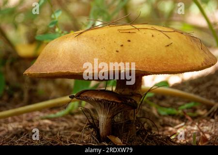 Suillus grevillei (allgemein bekannt als Grevilles Bolete und Lärchenbolete) wächst nur unter Lärchenbäumen. Stockfoto