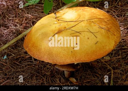 Suillus grevillei (allgemein bekannt als Grevilles Bolete und Lärchenbolete) wächst nur unter Lärchenbäumen. Stockfoto