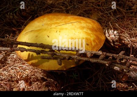 Suillus grevillei (allgemein bekannt als Grevilles Bolete und Lärchenbolete) wächst nur unter Lärchenbäumen. Stockfoto