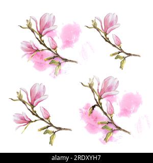 Magnolienblüten-Bough-Set Watercolor handgezeichnet Illustration isoliert auf weißem Hintergrund mit rosafarbenen Flecken Stockfoto