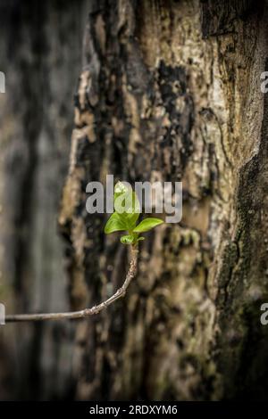 Ein neues frisches Blatt auf einem kleinen Zweig im Frühjahr Stockfoto