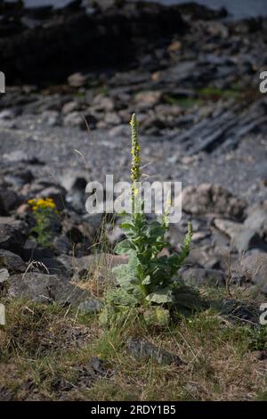 Great Mullein (Verbascum thapsus) wächst an der Küste von Easdale, Slate Islands, Schottland Stockfoto