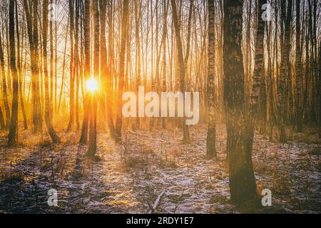 Die Sonnenstrahlen durchbrechen die Stämme von Birken und der letzte nicht schmelzende Schnee auf dem Boden in einem Birkenwald im Frühjahr. Oldtimer-Kamerafilm aes Stockfoto