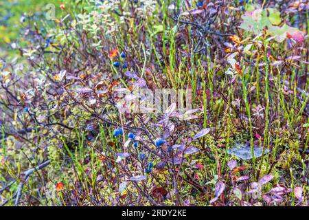 Heidelbeeren im Herbst Stockfoto