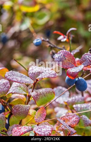 Blaubeere mit trüben herbstfarbenen Blättern Stockfoto