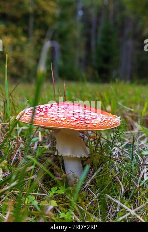 Agarpilze der roten Fliege auf dem Boden Stockfoto