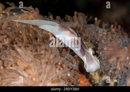 Lovely Headshield Slug, Chelidonura Amoena, Nachttauchen, Cendana Pearl Farm Tankstelle, Waigeo Island, Raja Ampat, West Papua, Indonesien Stockfoto