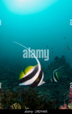 Maurischer Idol, Zanclus cornutus, Razorback Rock Dive Site, Farondi, Raja Ampat, West Papua, Indonesien Stockfoto