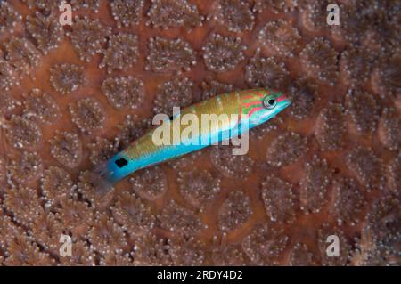 Juvenile Moon Wrasse, Thalassoma Lunare, On Coral, Razzle Dazzle Tauchplatz, Farondi, Raja Ampat, West Papua, Indonesien Stockfoto