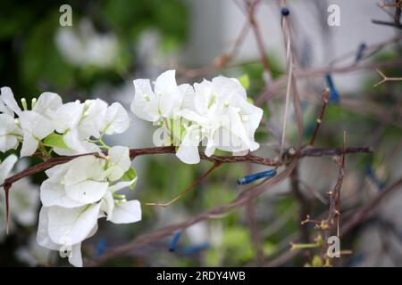 Bougainvillea "Miss Alice" (Bougainvillea glabra) Kultivar mit weißen Armbändern: (Pix Sanjiv Shukla) Stockfoto