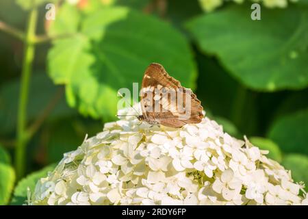 Schmetterling apatura Iris, der violette Kaiser, sitzt auf weißen Blüten auf grünem Hintergrund Stockfoto