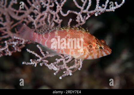 Threadfin hawkfish, Cirrhitichthys aprinus, on Gorgonian Sea Fan, Muricella sp, Barracuda Rock Dive Site, Fiabacet Island, Raja Ampat, West Papua, Ind Stockfoto