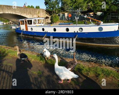 Die Themse in Abingdon, früh am Sommermorgen. Ein Hausboot fährt an der Abingdon Bridge vorbei. Diese berühmte mittelalterliche Brücke wurde 1416 begonnen und vervollständigt mich Stockfoto