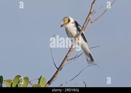 White Helmetshrike, Homob, Etosha, Namibia, März 2023 Stockfoto