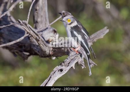 White Helmetshrike, Homob, Etosha, Namibia, März 2023 Stockfoto