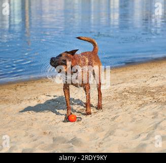 Belgischer Schäferhund Malinois, der am Strand Wasser abschüttelt Stockfoto