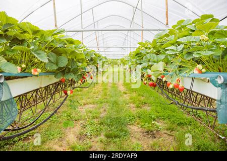 Reife Erdbeerpflanzen in Reihen auf der Plantage Stockfoto