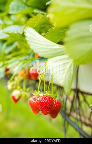 Reife Erdbeeren, die von Pflanzen in Plantagen hängen Stockfoto