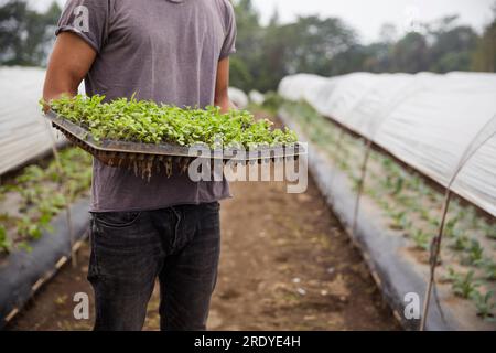 Landwirt, der eine Pflanzentablette im Betrieb hält Stockfoto