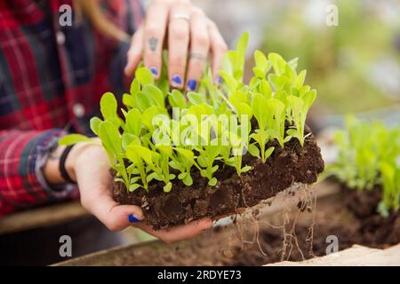 Hände von Landwirten, die Gemüsesetzlinge im Betrieb halten Stockfoto