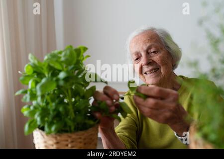 Lächelnde Frau, die zu Hause Basilikumpflanze untersucht Stockfoto