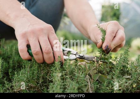 Die Hände eines Bauern, der Thymian auf dem Bauernhof schneidet Stockfoto