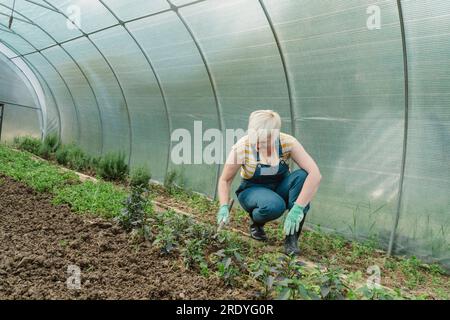 Landwirt, der in Gewächshäusern Boden in der Nähe von Pflanzen gräbt Stockfoto