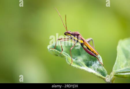 Langbeiniges Insekt auf einem Blatt. Dieses Makrofoto wurde aus Bangladesch gemacht. Stockfoto