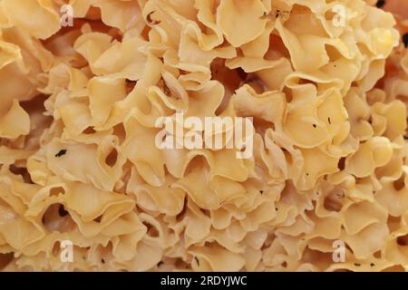 Ein wilder essbarer Pilz Blumenkohl (Sparassis Crispa) aus nächster Nähe. Er hat eine gelblich cremige, wellige Oberfläche, die Lasagne-Nudeln oder Schwamm ähnelt. Stockfoto