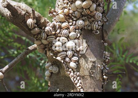 Viele Exemplare der mediterranen Küstenschnecke oder der weißen italienischen Schnecke versammelten sich in Äessionierung auf dem Zweig eines Stamms, Theba pisana, Helicidae Stockfoto