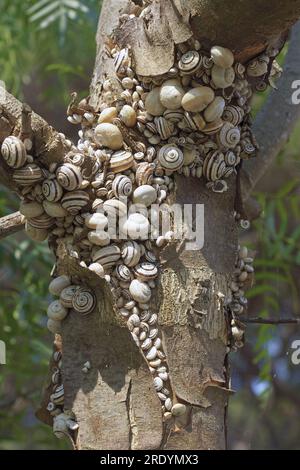 Viele schnecken an der mittelmeerküste oder weiße italienische Schnecken versammelten sich auf dem Zweig eines Stamms, Theba pisana, Helicidae Stockfoto