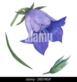 Aquarell Blaue Glockenblume. Handgezeichnetes Set mit Blüten und Knospen. Darstellung von Campanula auf weißem isoliertem Hintergrund. Zeichnung für Stockfoto