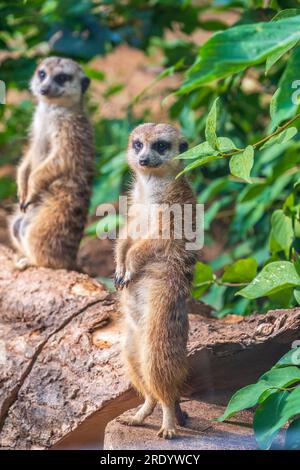 Zwei süße, neugierige Erdmännchen stehen auf ihren Hinterbeinen auf einem sandigen Hügel und schauen weg. Zwei Erdmännchen stehen auf ihren Hinterbeinen. Stockfoto