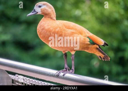 Ruddy Shelduk steht auf einem Metallzaun, Ruddy Shelduk, Tadorna ferruginea. Es handelt sich um eine Entenfamilie von Wasservögeln, ähnlich der gewöhnlichen. Der Vogel hat einen Orang Stockfoto