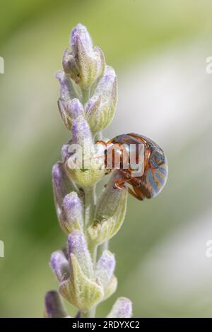 Rosmarin-Käfer (Chrysolina americana) auf Lavendel (Lavandula) Stockfoto