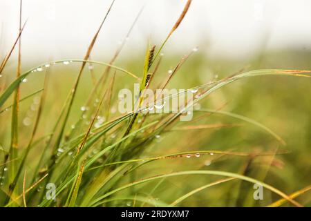 Nahaufnahme von Regentropfen auf Grashalmen auf einem Berg in Vermont Stockfoto