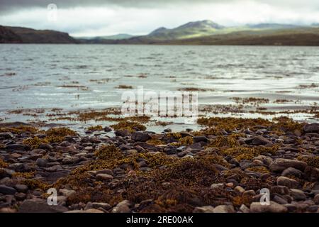 Niedriger Blick über Steinwasser und Meeresalgen auf dem Bergsee bei Sonnenuntergang Stockfoto
