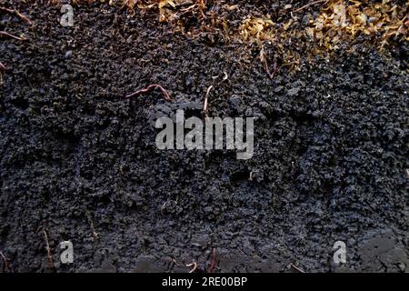 Vermicompost – fertiger Kompost mit Kompostwürmern (Eisenia fetida) Stockfoto